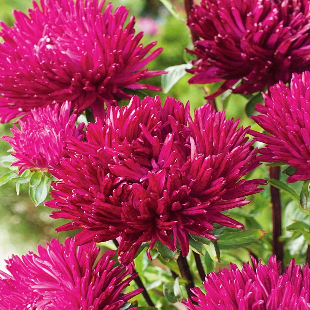 Aster Chryzantemowy Wysoki Płomień czerwony