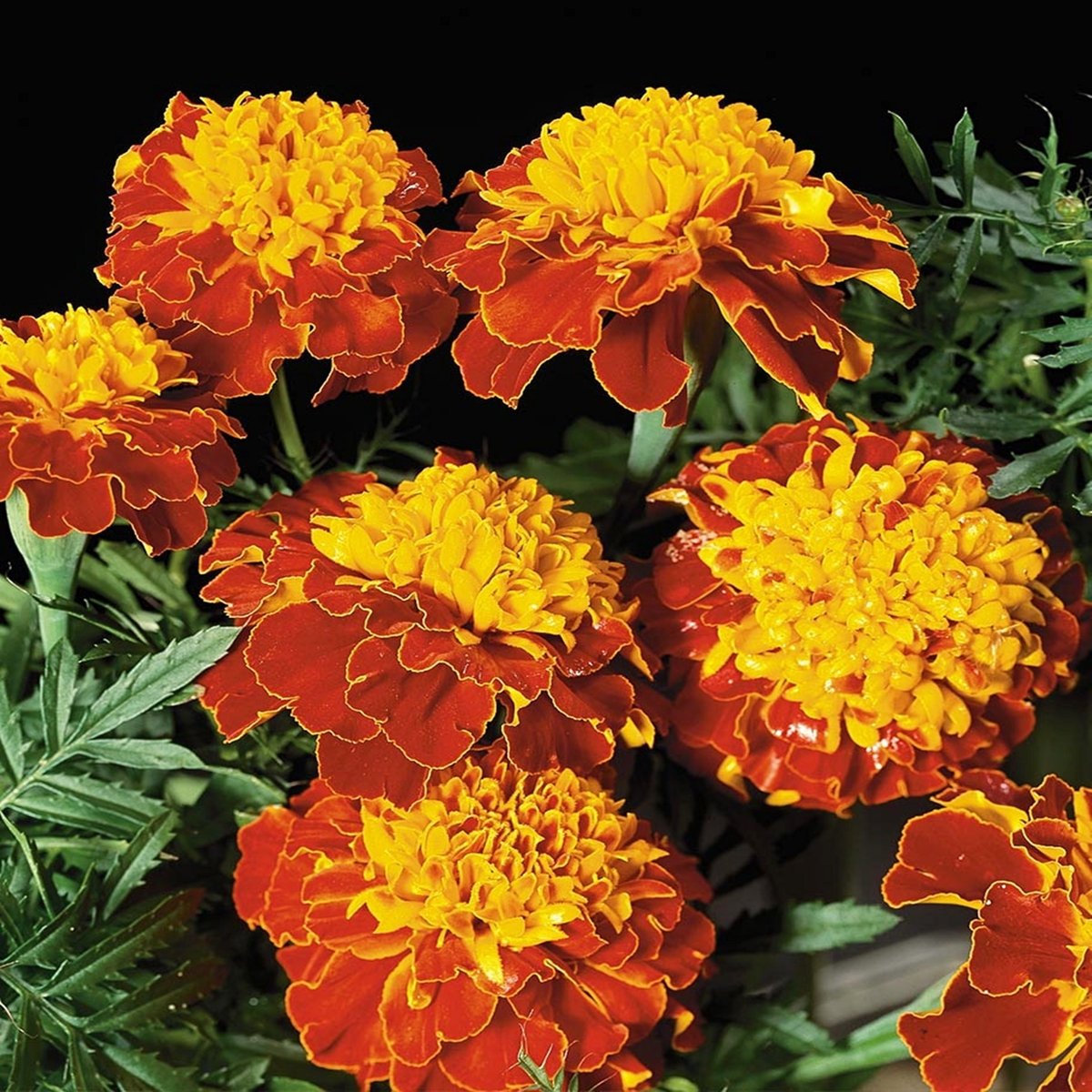 Aksamitka rozpierzchła Orange Flame nasiona