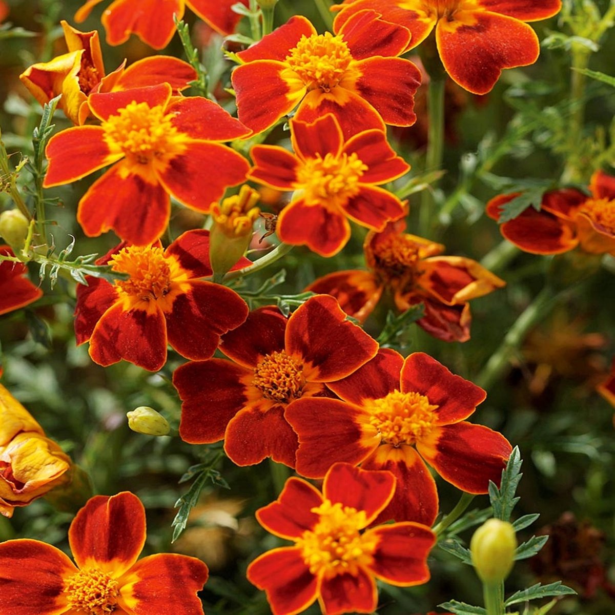 Aksamitka wąskolistna Paprica czerwono żółta kwiat