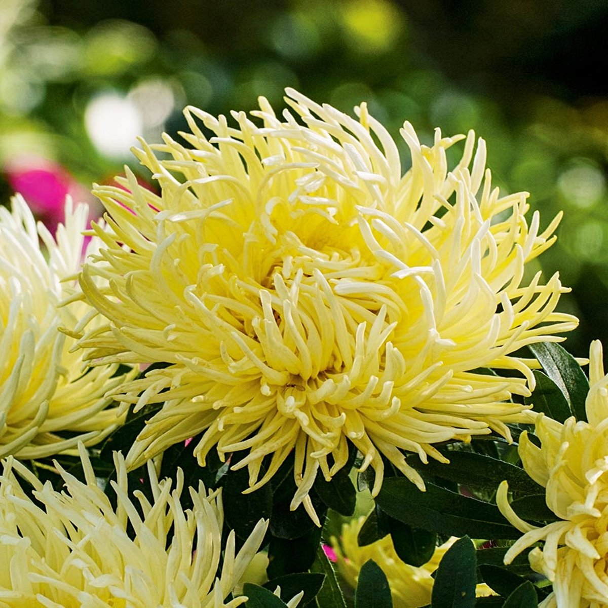 Aster Chryzantemowy Wysoki Izabella żółty nasiona