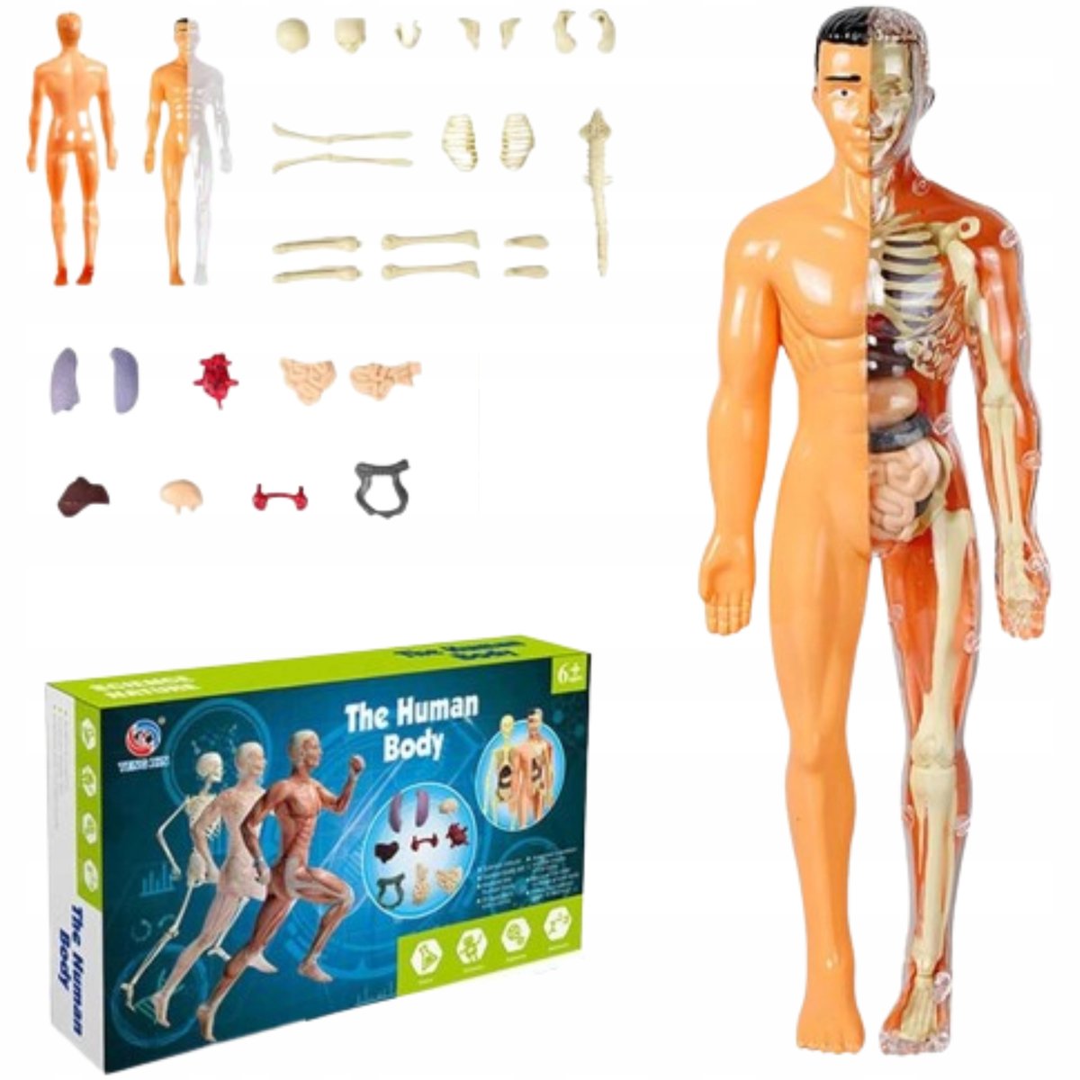 Edukacyjny Model Anatomiczny Ludzkiego Ciała Szkielet Organy Wewnętrzne 3d