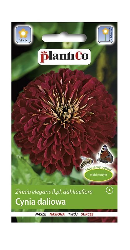Cynia wytworna daliowa Burgund 1 g Plantico