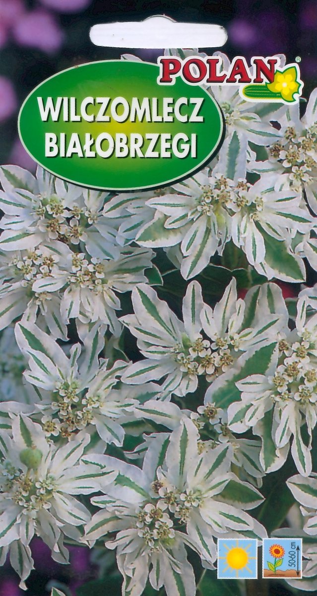 Wilczomlecz białobrzegi 1 g POLAN
