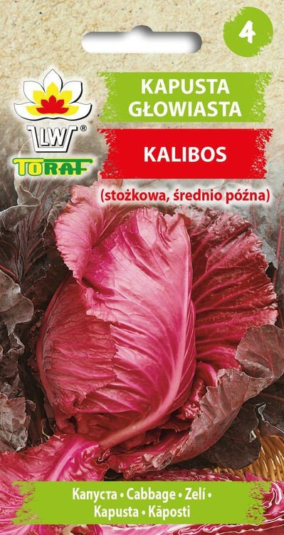 Kapusta głowiasta czerwona KALIBOS (stożkowa, śr. późna) Brassica oleracea L. var capitata f. rubra