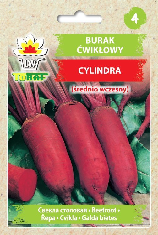 Burak ćwikłowy podłużny CYLINDRA Beta vulgaris L.