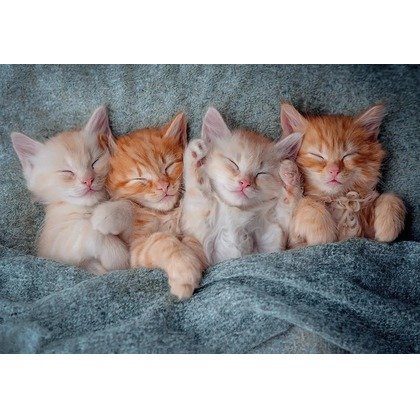 Puzzle 1000 elementów Słodkie kotki