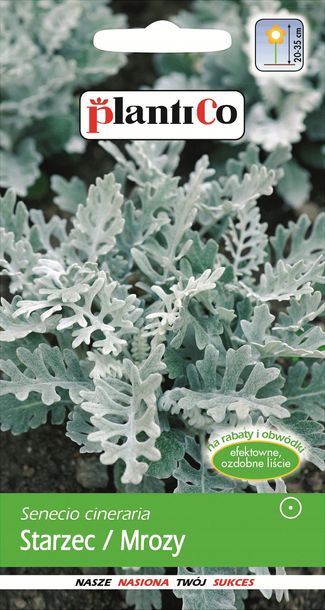 Plantico Starzec mrozy