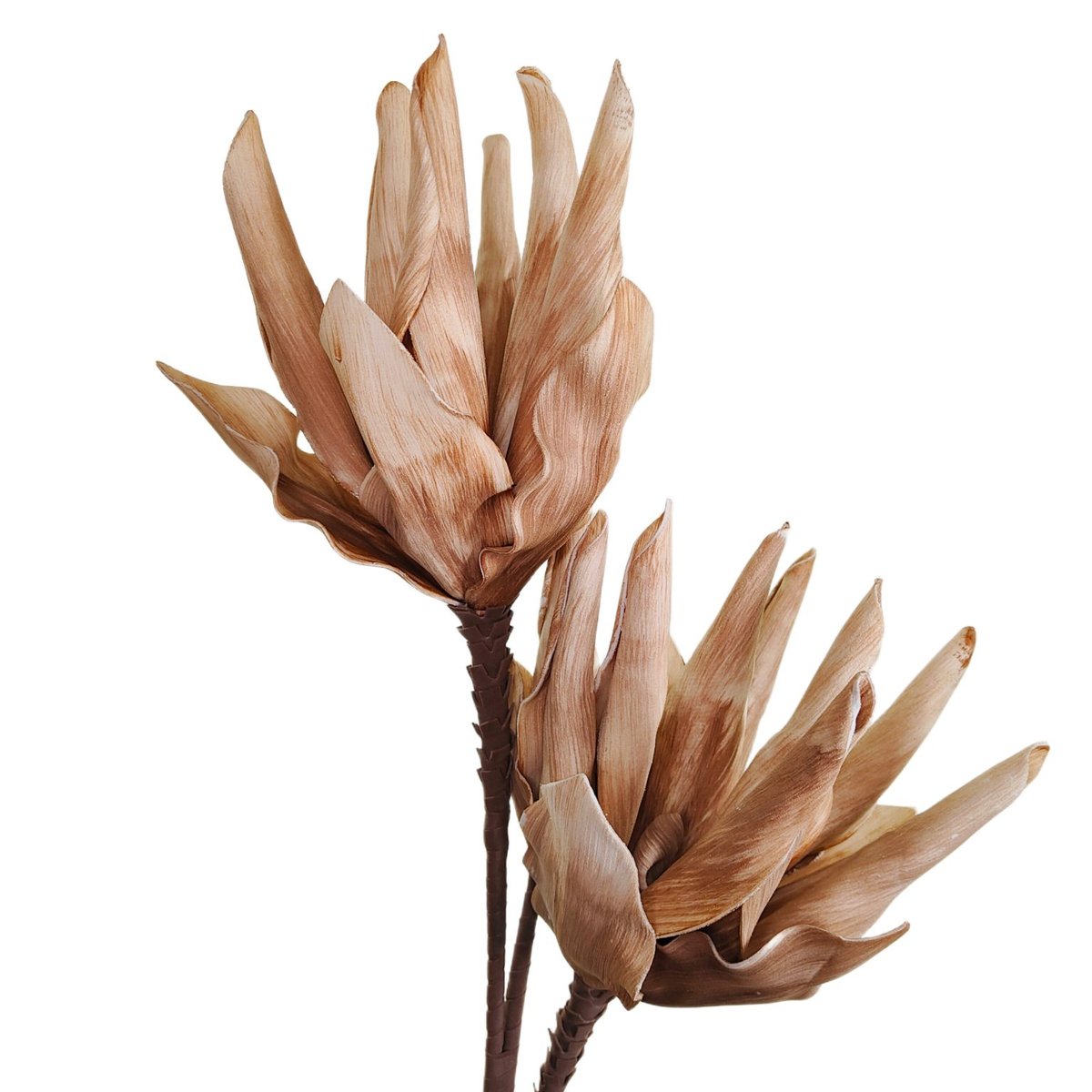 Kwiat magnolia pianka brązowy