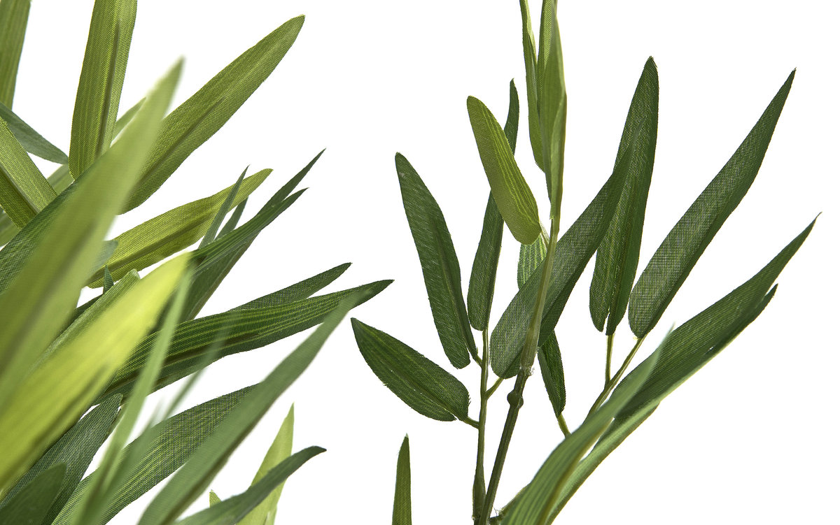 Kwiat doniczkowy Oleander 123