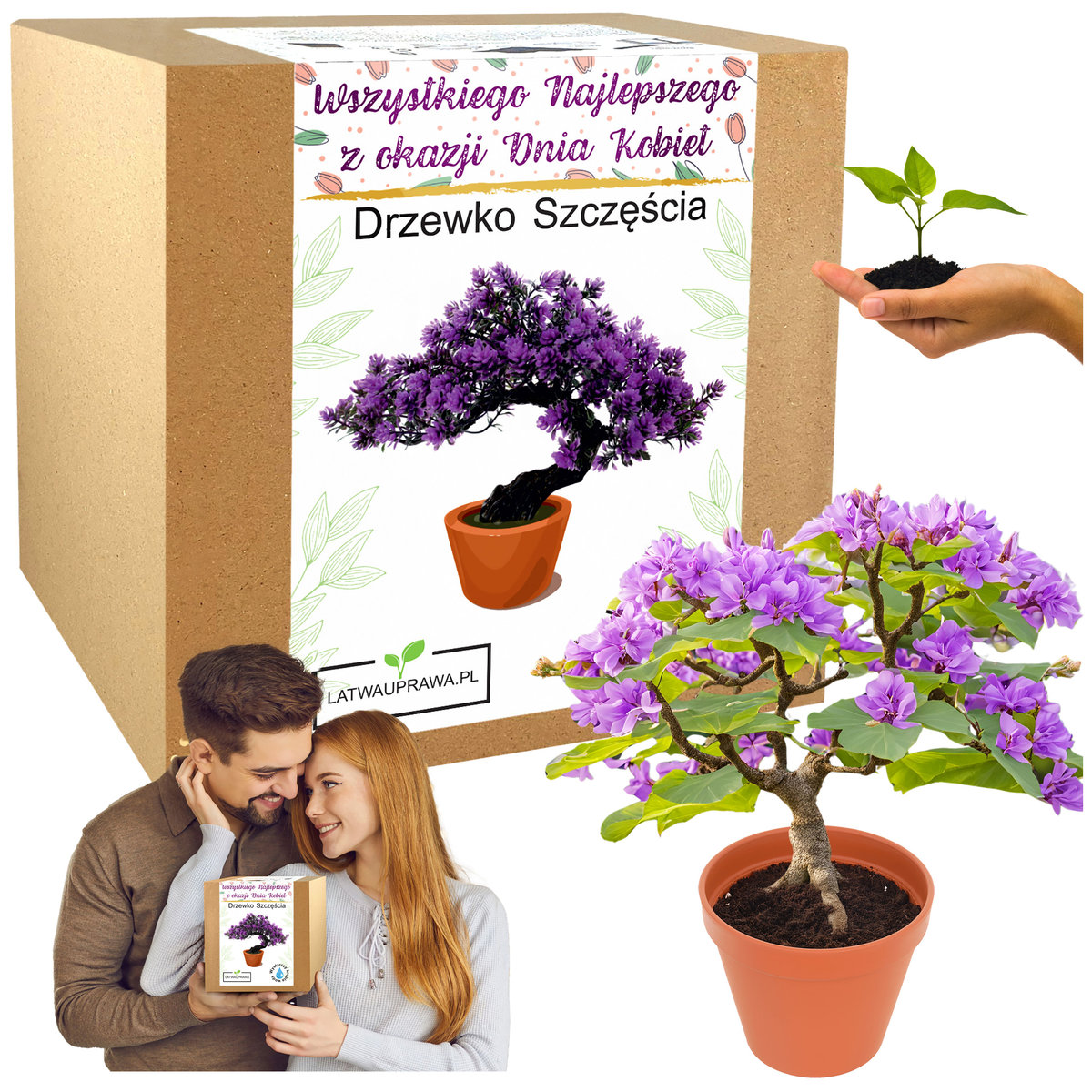 Prezent na Dzień Kobiet drzewko szczęścia bonsai kwiatek dla dziewczyny