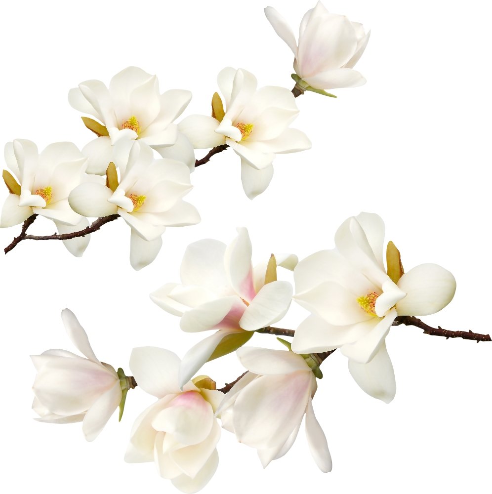 Naklejki na ścianę meble białe kwiaty krzew Biała magnolia naklejka, 50x25 cm