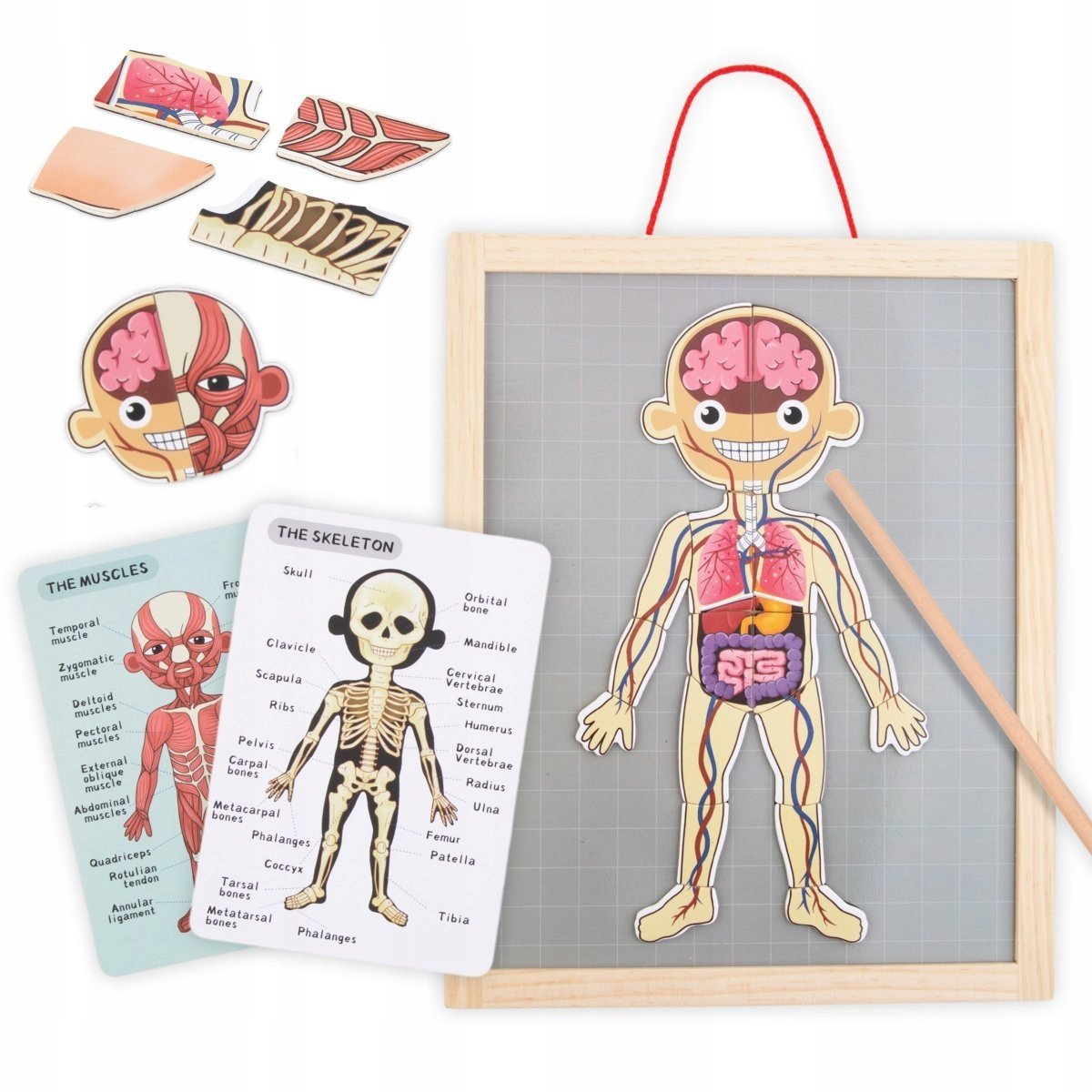 Drewniane puzzle Magnetyczne Nauka anatomii ciało