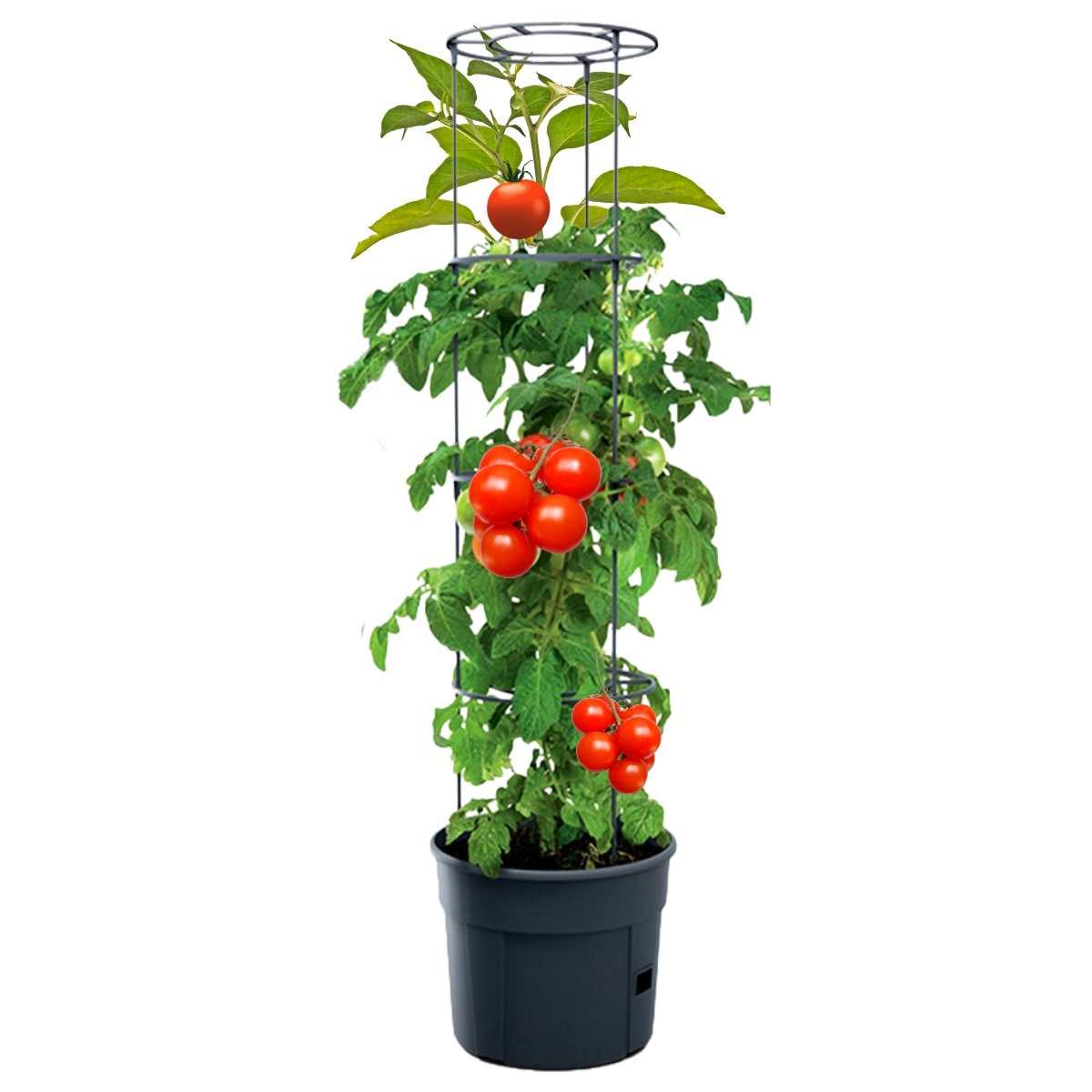 Doniczka Na Pomidory Xl Pomidorki I Ogórki 115Cm