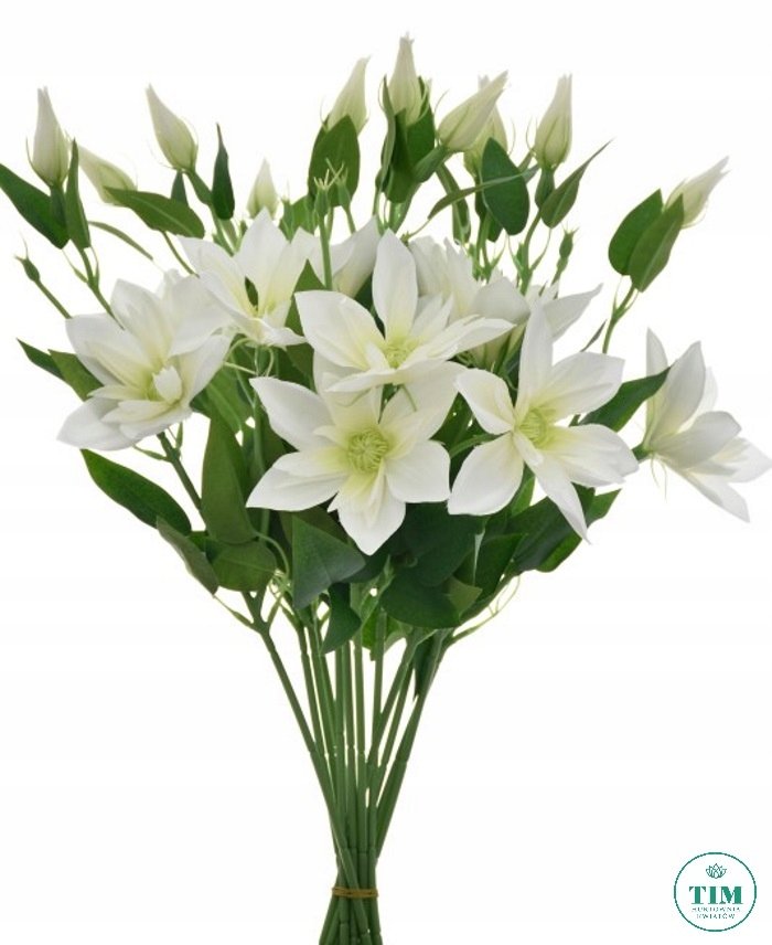 KLEMATIS PIK KREMOWY 48CM 12 SZT