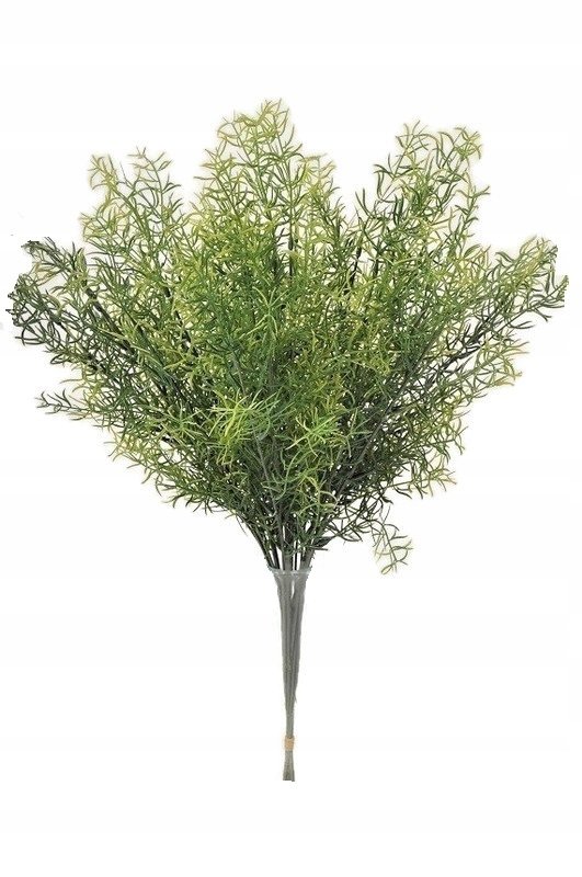 ASPARAGUS GAŁĄZKA 60CM 12 SZT