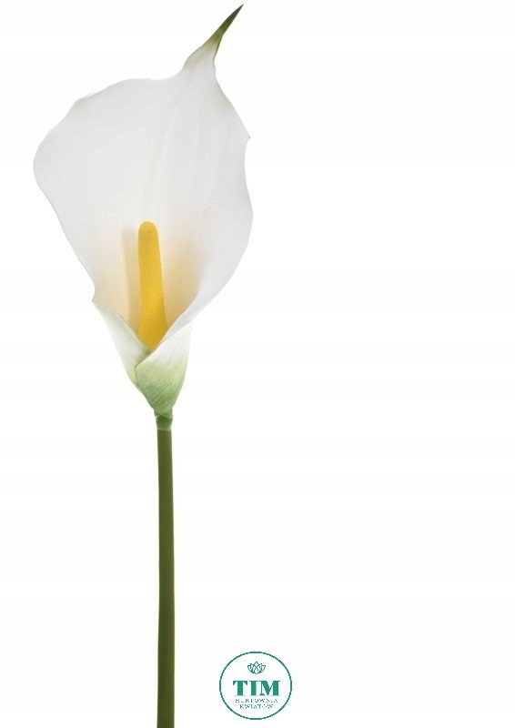KALIA GAŁĄZKA GUMOWANA BIAŁA 75 CM