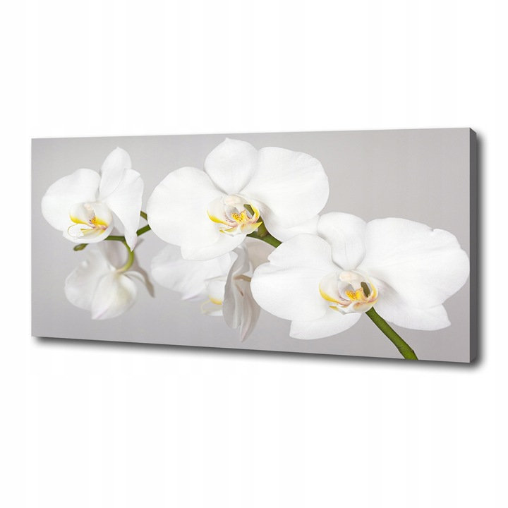 Foto obraz canvas na ścianę Orchidea 125x50 cm