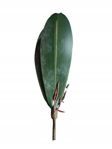 LIŚĆ STORCZYKA GUMOWANY ZIELONY 39 CM