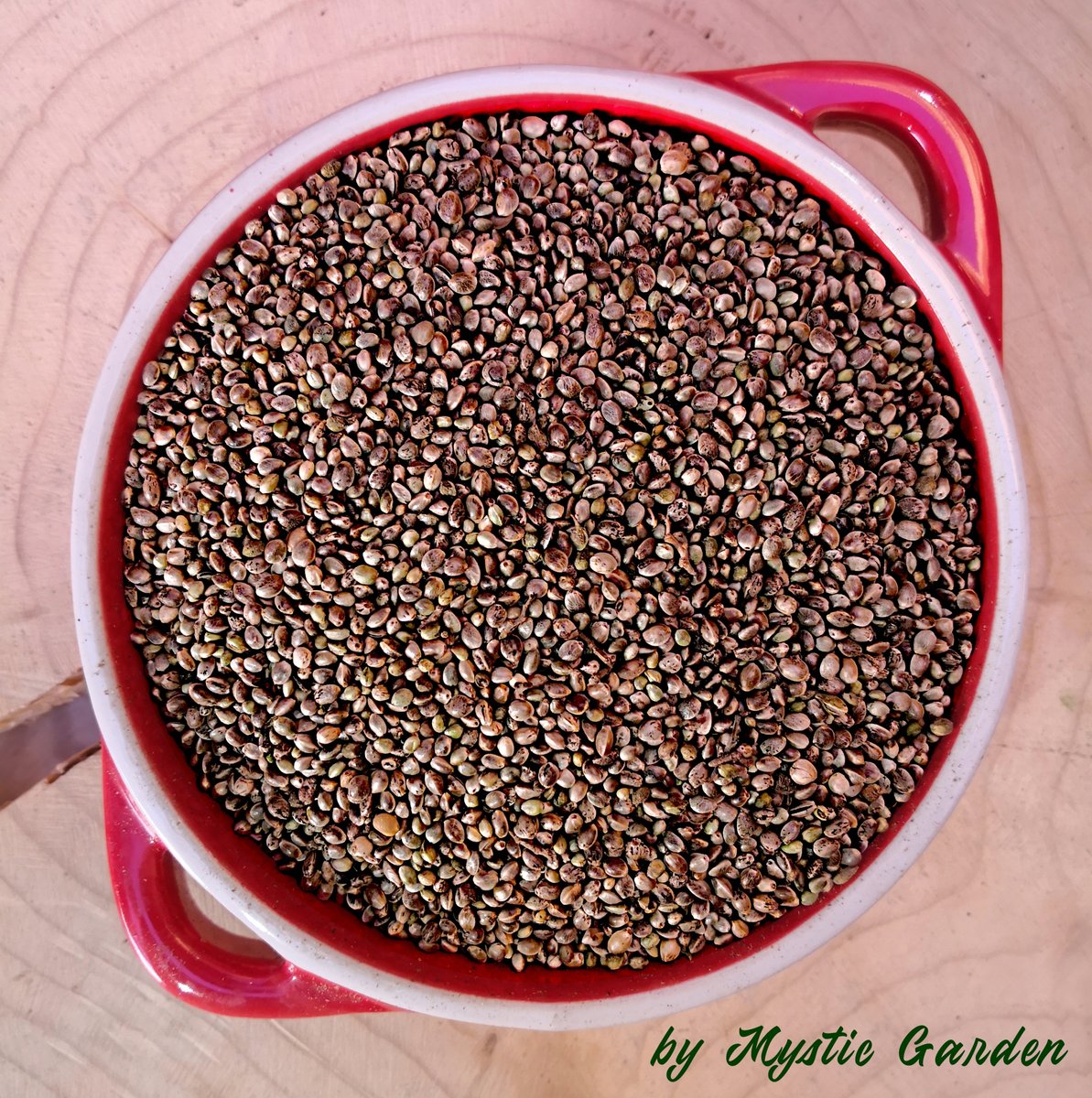 Nasiona Konopii Konopia Konopie 1000g certyfikat