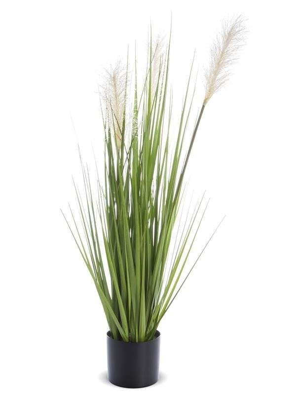 Roślina Dekoracyjna