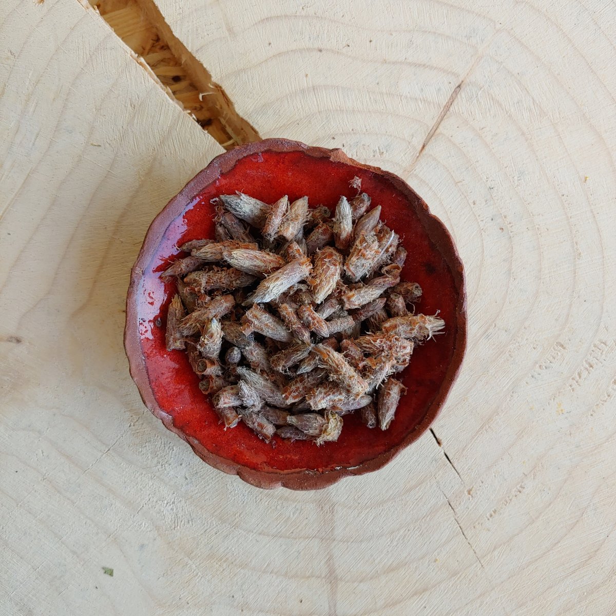 Sosna pączek Pączki Sosny 100 g