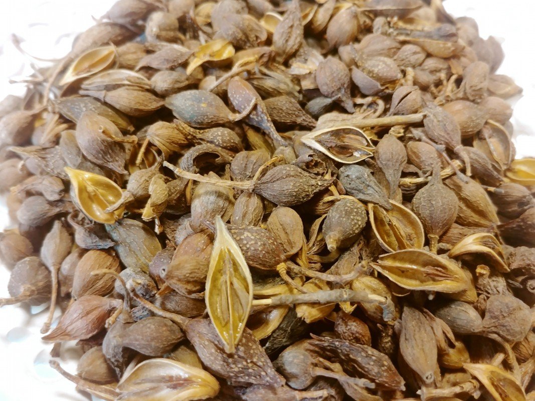 Owoc Forsycji Fructus Forsythiae LIAN QIAO 50 g