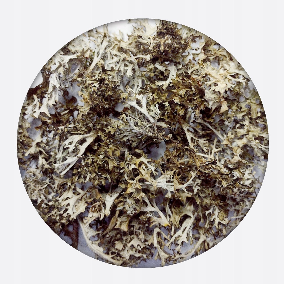 Porost islandzki CAŁY Płucnica Tarczownica 250g