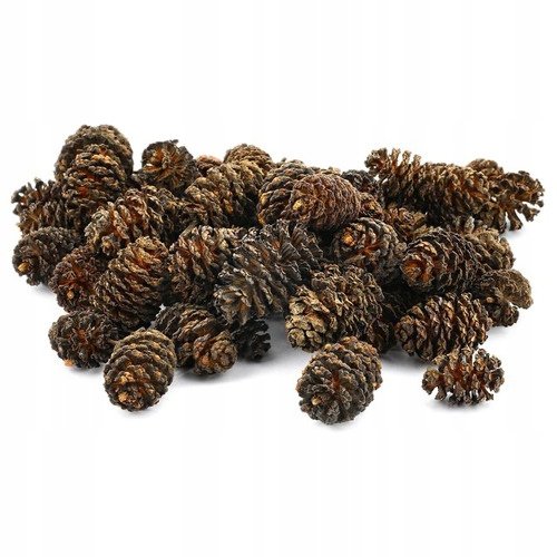 Szyszki Olchy Alnus glutinosa Olsza czarna 500 g