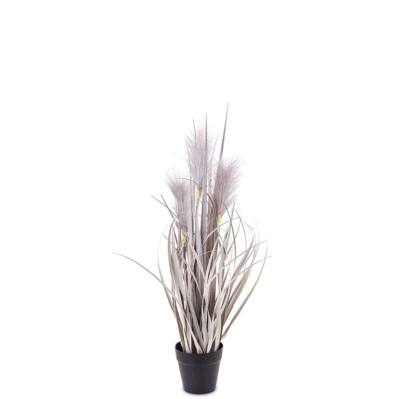 Roślina Dekoracyjna