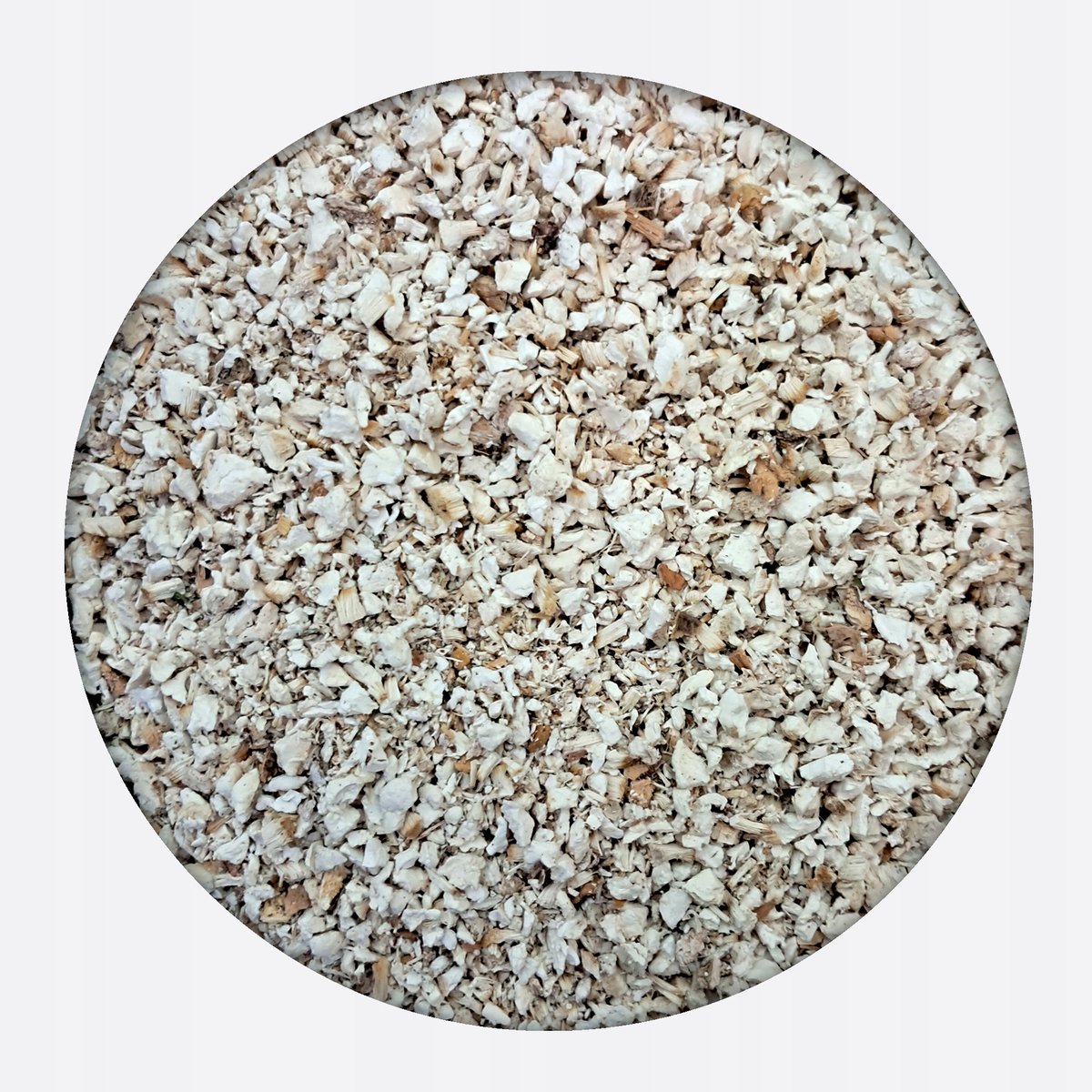 Białoporek brzozowy Piptoporus betulinus 100 g