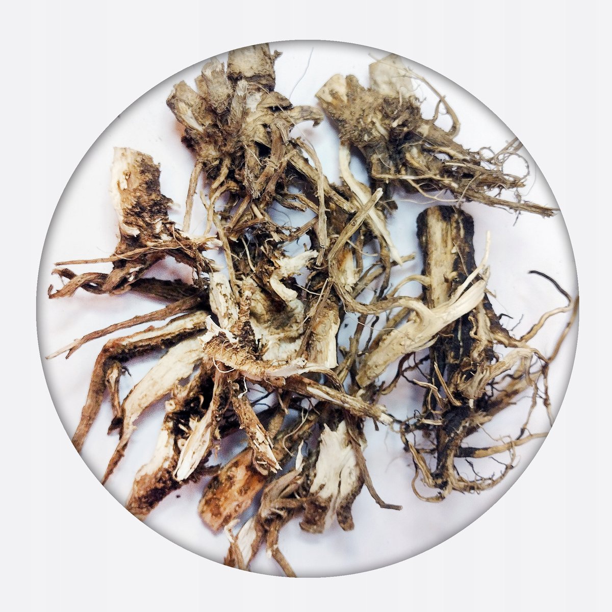 Szczeć pospolita Dipsacus fullonum CAŁY korzeń250g