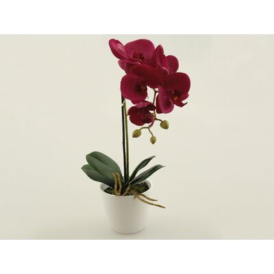 Storczyk w doniczce gumowany bordowy 26 cm