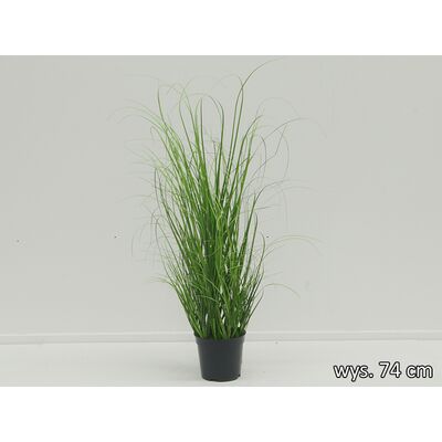 Trawa w doniczce 74 cm