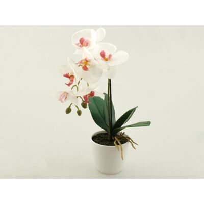 Storczyk w doniczce gumowany biały 26 cm