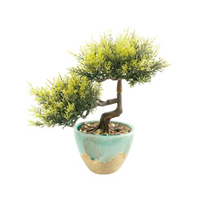 Bonsai w doniczce zielony