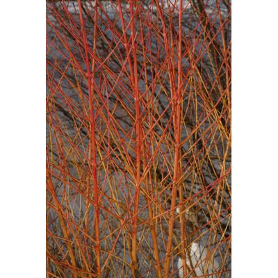 dereń świdwa 'Midwinter Fire'