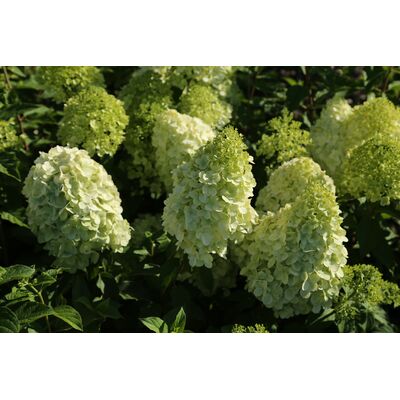 hortensja wiechowata 'Polar Bear'