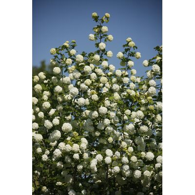 kalina koralowa 'Roseum'