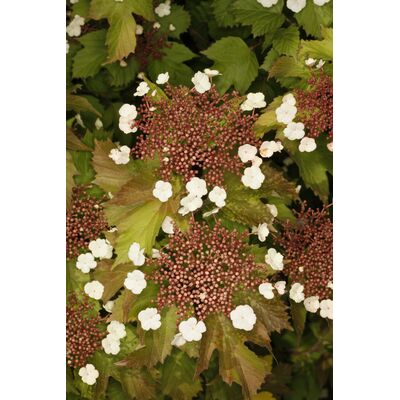 Kalina Sargenta Onondaga