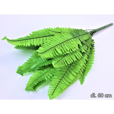 Paproć 60 cm