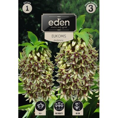 Eucomis Bicolor 1 sztuka Eden
