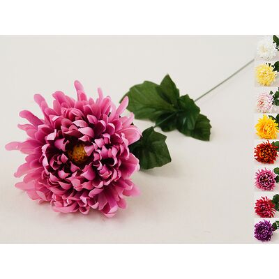 Chryzantema pojedyncza 54 cm