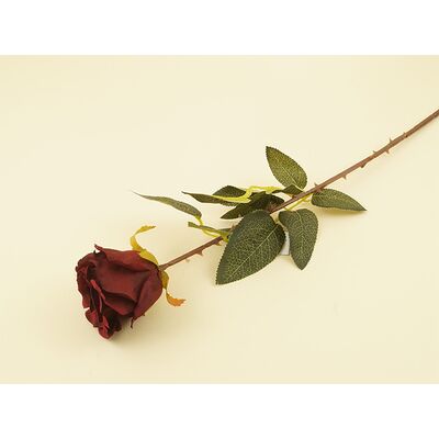 Róża pojedyncza bordowa