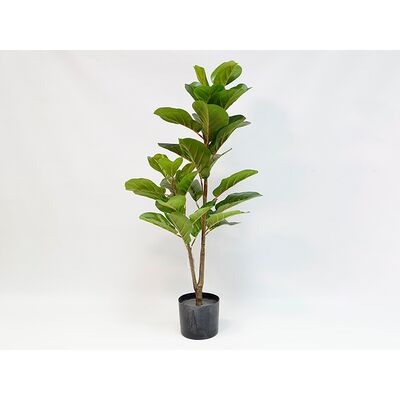 Fikus dębolistny w doniczce 90 cm