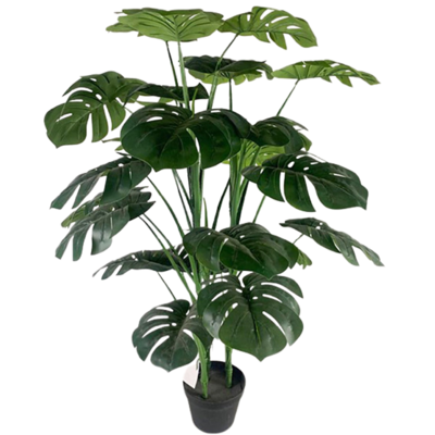 Monstera w doniczce 105 cm