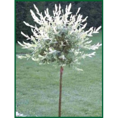 wierzba Hakuro Nishiki don. 3 l