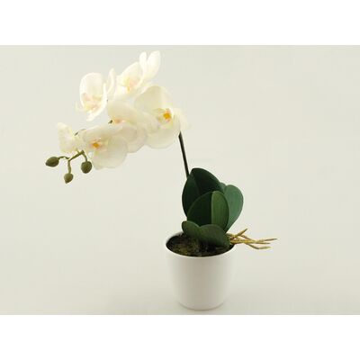 Storczyk w doniczce gumowany 26 cm