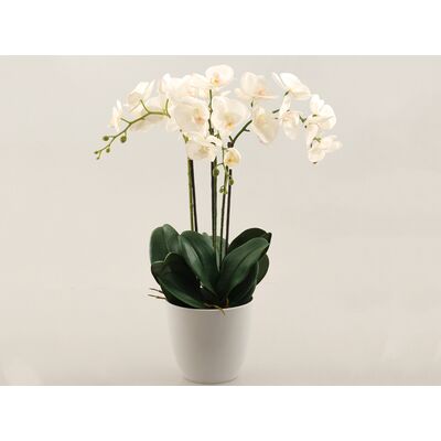 Storczyk w doniczce gumowany biały