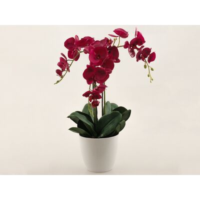 Storczyk w doniczce gumowany bordowy