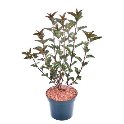 Pęcherznica mix, wys.30-40 cm, don.2 l